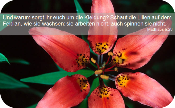 Matth&auml;us 6,28
